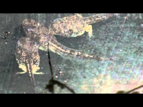 botanicula resonant tadpole botanicula resonant tadpole