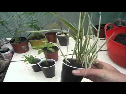 how to transplant mint