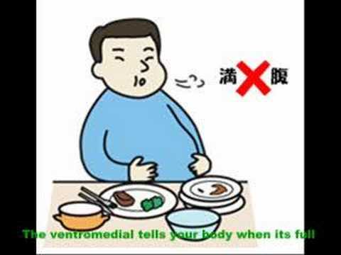 Hypothalamus Song