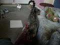 Kitty Kat part 1