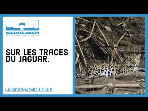 Sur les traces du Jaguar...