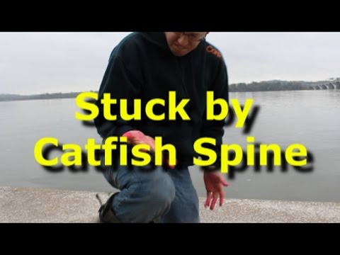 how to bleed out a catfish