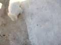 Caniche video