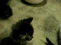videos de Free kittens part 1