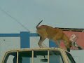 crazy super dog !!