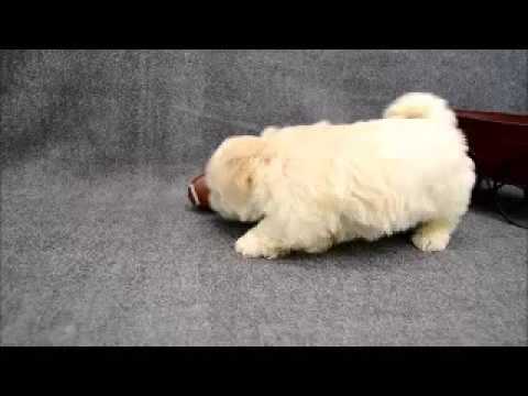 Remington the Lhasa Apso Puppy!