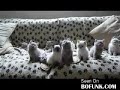 Cute Kittens Techno Rocking
