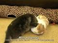 Max & Sparky Playing
