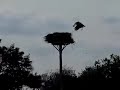 Ooievaar arriveert op nest met snavel vol voer.