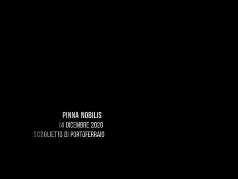 Pinna nobilis 14 dicembre 2020 Scoglietto di Portoferraio