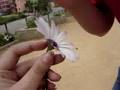 la vida de la flor