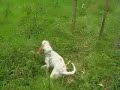 Perro YONY de Burela