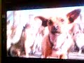 chihuaha gracioso