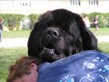 Cliquez pour voir la vid�o