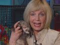 ferrets-for-pets.html