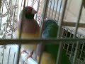 Ritual acasalamento diamante gould 2