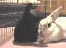 bunny number 3 bunny number 3