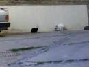 Así se copula en tarazona Así se copula en tarazona