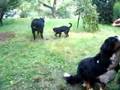 Boyero de Berna video