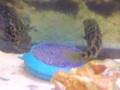 Parachromis managuensis Spawning