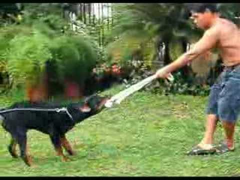 Varus Puppy Matcho 2