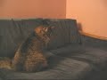 stupid-cat.html