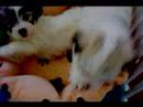 COTON DE TULEAR puppies in Orange, CT