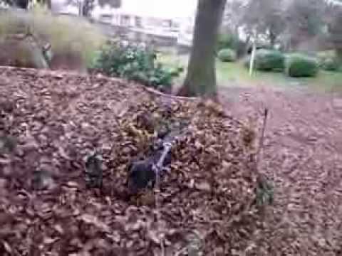Our Daft Labrador in a pile of leaves