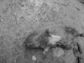 videos de funeral for a rat. granada.