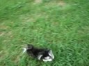 Wolfe City Animal Shelter