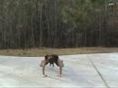 8 Count Bodybuilders 8 Count Bodybuilders