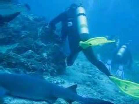 Cocos Island Dive Trip