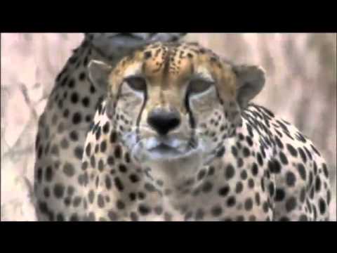 CHEETAH +
