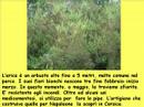 Balduina, conosci il tuo quartiere 4� itinerario, il Pineto