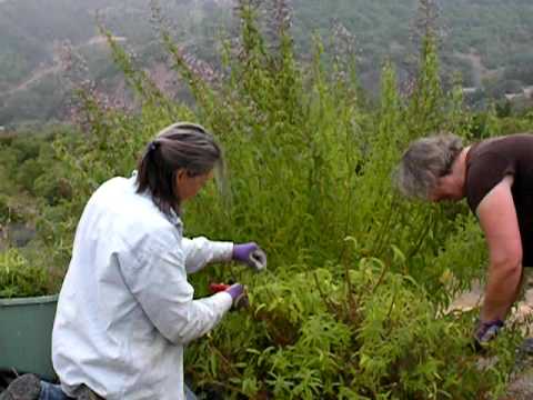 how to grow lemon verbena