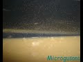 CULTIVANDO Microvermes