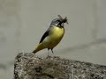 Grote Gele Kwikstaart (Grey Wagtail)