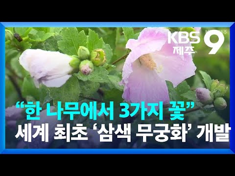 “한 나무에서 3가지 꽃” 세계 최초 ‘삼색 무궁화’ 개발