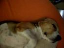 CROSS-EYED BEAGLE