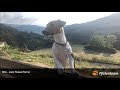 Milo - Jack Russell Terrier