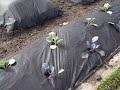 how does your garden grow 3 how does your garden grow 3