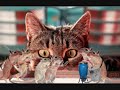 Very funny cats