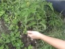 Planting tomatoes - Claire\ Planting tomatoes - Claire\