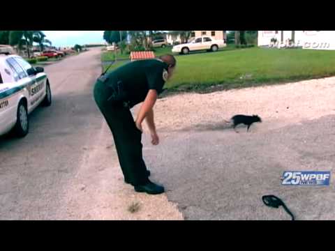 how to care stray animals