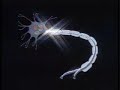 explore the nervous system, the biochemical communications network of the human body, through a series of animated sequences that trace the structure of neurons and illuminate biochemical impulses. revealing visuals are supported by informative features in which a neurologist discusses the chemistry of a nerve impulse, a physical therapist explains the role of therapy in the regeneration of injured nerves and a pharmacist describes the action of certain nerve-impulse blockers as well as their counter indications. 14 minutes, color.

direct link to purchase complete program:

http://www.phoenixlearninggroup.com/products/videodetail.aspx?id=e0f47c4a-dc5f-40e8-a164-4033d7d8af67&cat=&sub=