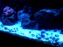 rickys reef 55 gallon cleaning crew