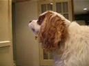 Buddy and Harry - What Is Tele Icon