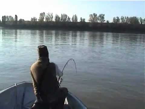 catfish on the Po river from roti ...