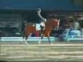 Universum Hengststation Elite Pony StallionNight-Cup