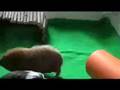 Guinea pigs eating from treat ball.
